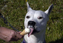 Ice Cream Trucks Are Going To The Dogs