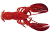 Austin, TX: Lobster Food Truck Hits Northwest Austin Streets