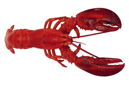 TX-austin-lobster