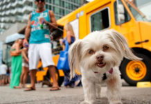 National News: Food Trucks For Dogs Are A Thing Now, Apparently