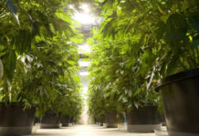 Seattle, WA: Marijuana Food Truck Set to Roll into Washington State this Weekend