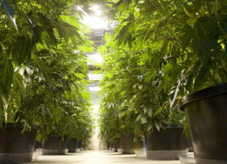Seattle, WA: Marijuana Food Truck Set to Roll into Washington State this Weekend