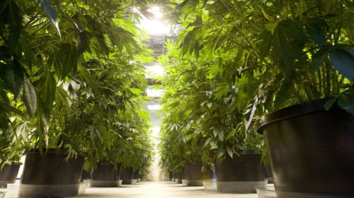 Marijuana plants thrive in a Seattle, Washington, dispensary. (Mike Siegel / MCT)
