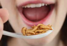 San Francisco, CA: Growing appetite for edible insects a tough sell in U.S.