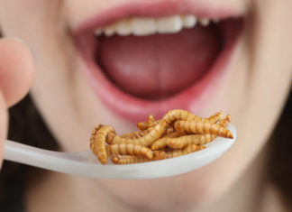 San Francisco, CA: Growing appetite for edible insects a tough sell in U.S.