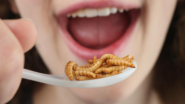 CA-SF-edibleinsects488903155