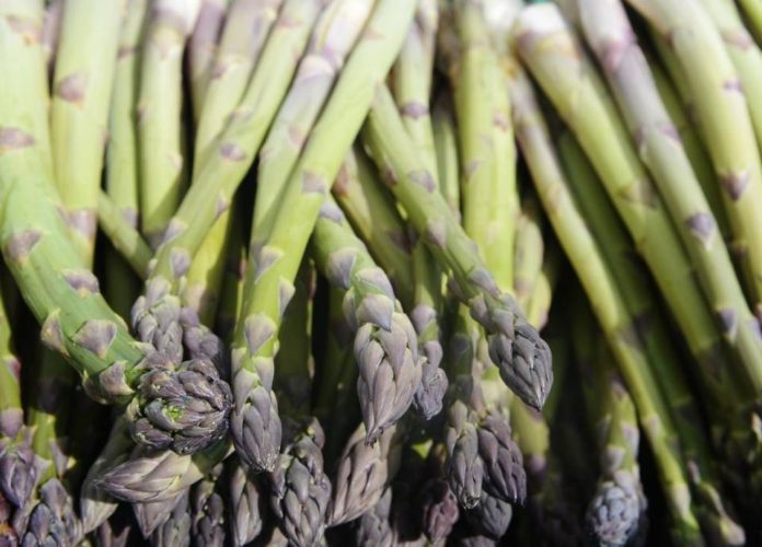 WA-Pasco-asparagus